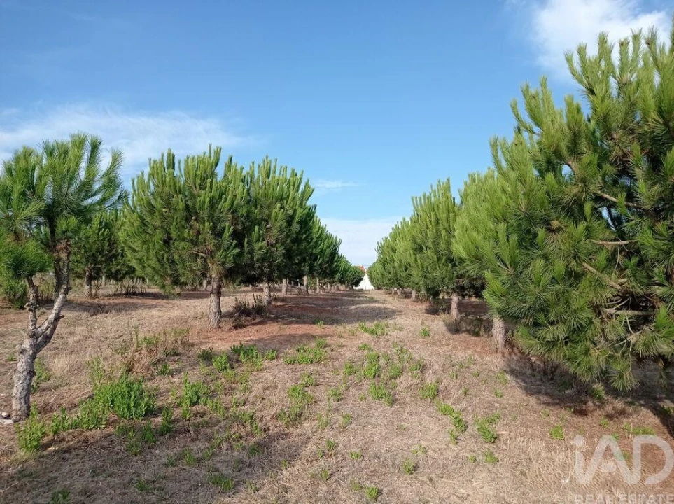 Terreno para Venda em Cadaval e Pêro Moniz Foto 17