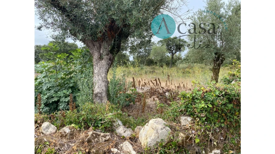 Terreno para Venda em Nossa Senhora do Pranto Foto 3