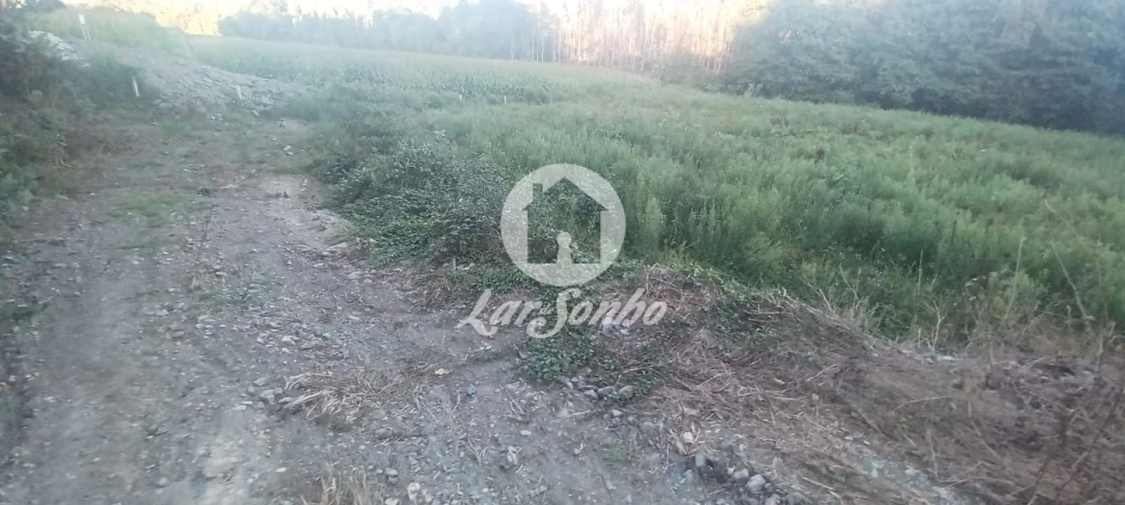 Terreno Agricola ou Rústico para Venda em Ribeirão Foto 3