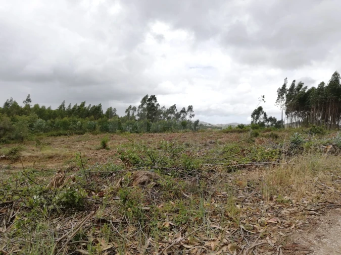 Terreno para Venda em Santo Quintino Foto 5