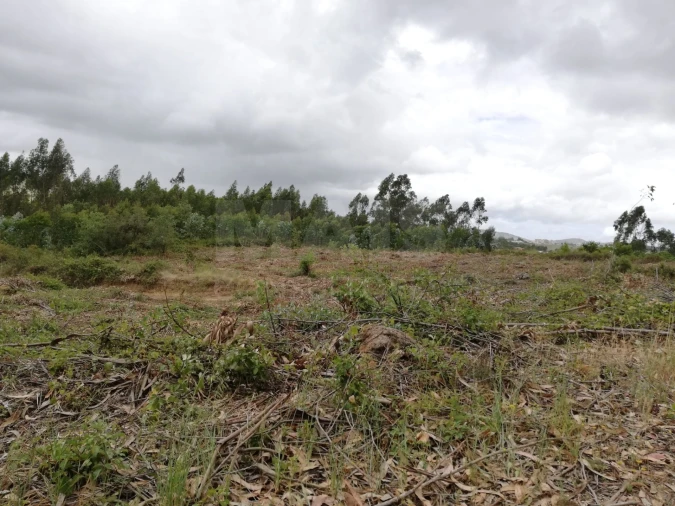 Terreno para Venda em Santo Quintino Foto 3