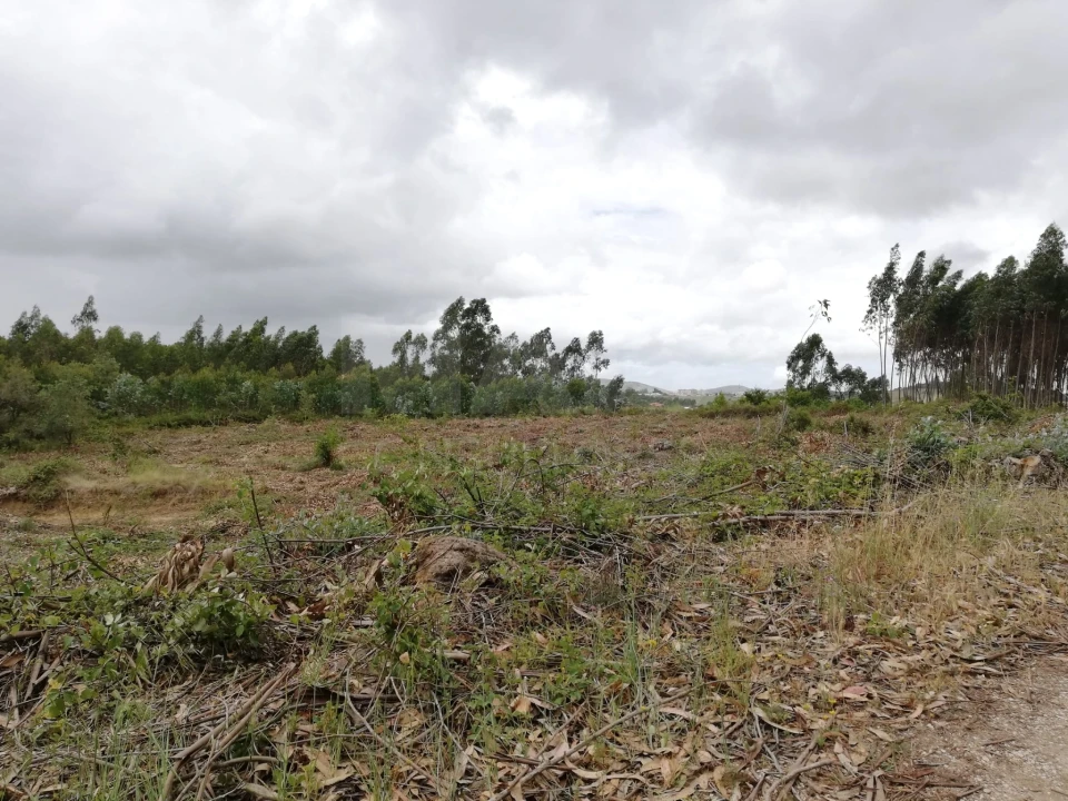 Terreno para Venda em Santo Quintino Foto 5