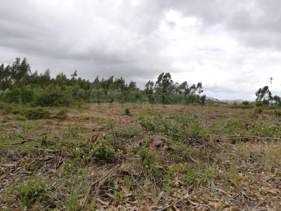 Terreno para Venda em Santo Quintino Foto 3