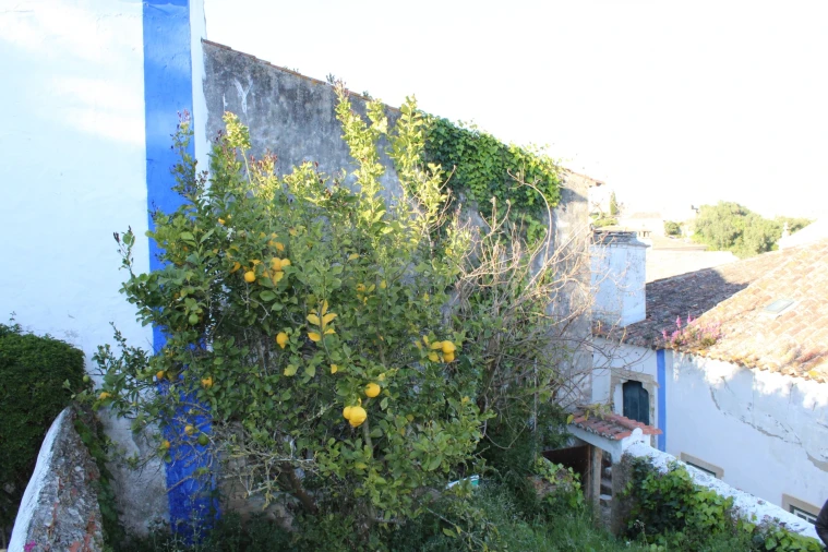 Terreno para Venda em Santa Maria, São Pedro e Sobral da Lagoa Foto 12