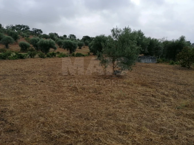 Terreno para Venda em Mouriscas Foto 6