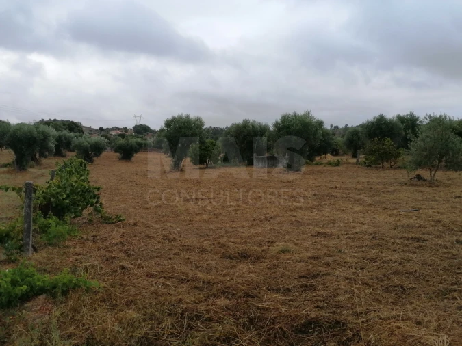 Terreno para Venda em Mouriscas Foto 8