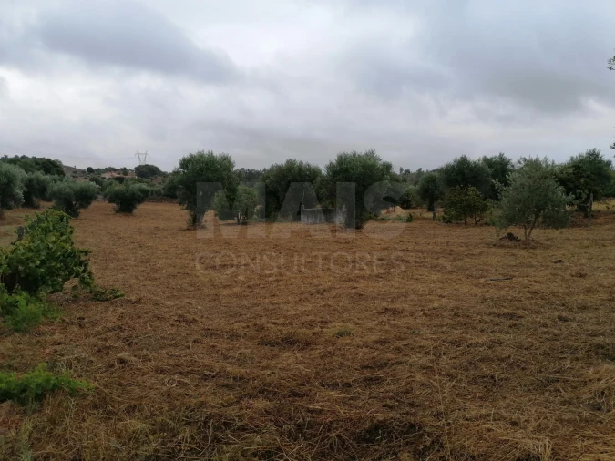 Terreno para Venda em Mouriscas Foto 9