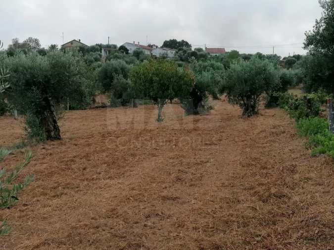 Terreno para Venda em Mouriscas Foto 3