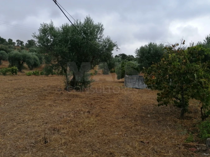 Terreno para Venda em Mouriscas Foto 7