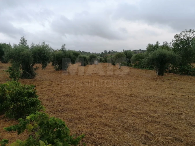 Terreno para Venda em Mouriscas Foto 12