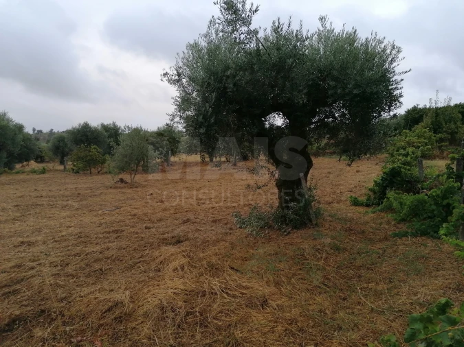 Terreno para Venda em Mouriscas Foto 10