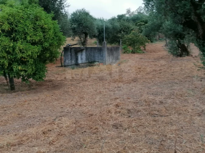 Terreno para Venda em Mouriscas