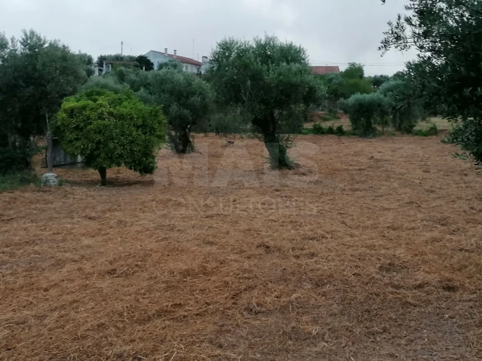 Terreno para Venda em Mouriscas Foto 4