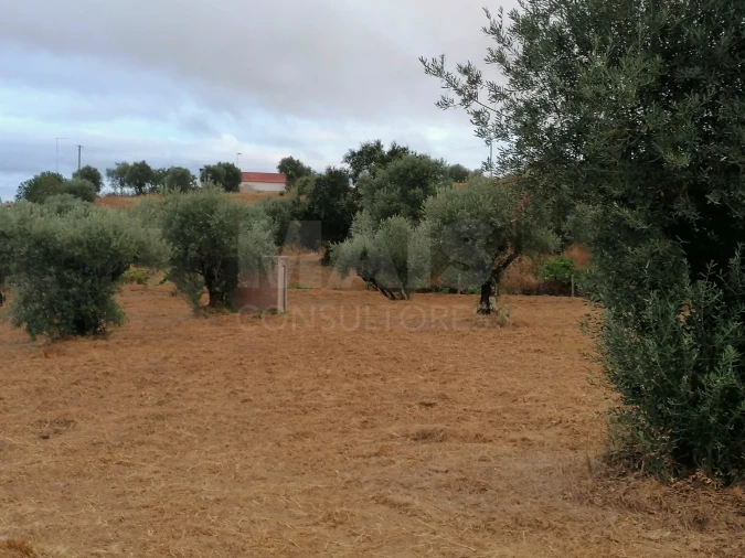 Terreno para Venda em Mouriscas Foto 2