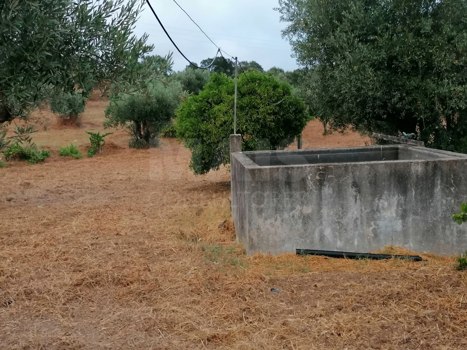Terreno para Venda em Mouriscas Foto 2