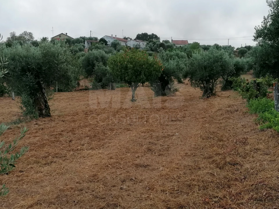Terreno para Venda em Mouriscas Foto 1