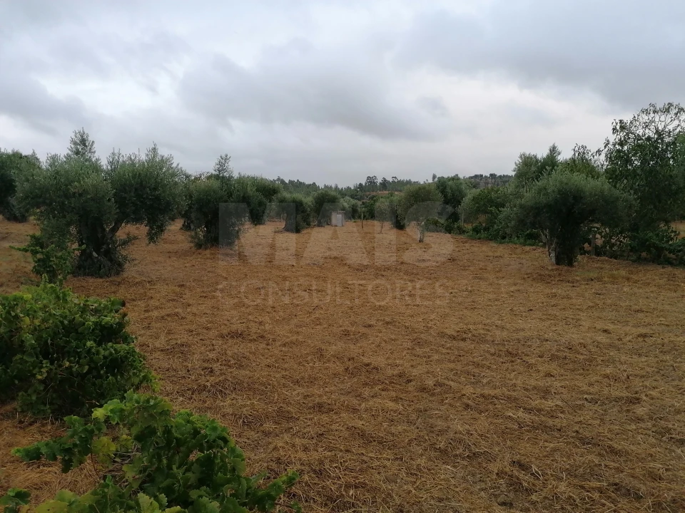 Terreno para Venda em Mouriscas Foto 12