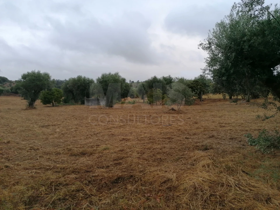 Terreno para Venda em Mouriscas Foto 11