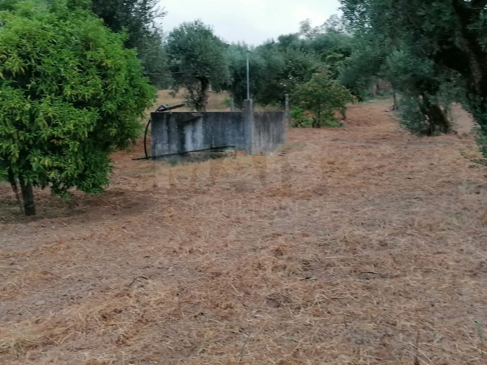 Terreno para Venda em Mouriscas Foto 5