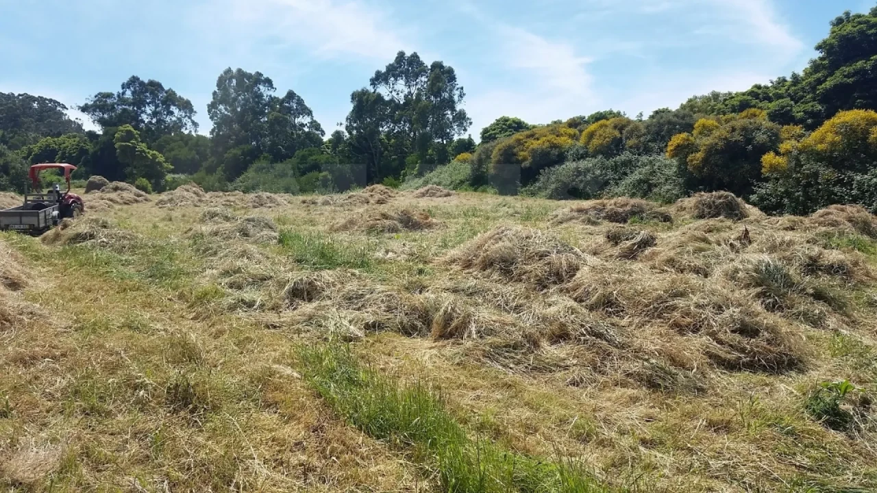 Terreno para Venda em Colares Foto 2