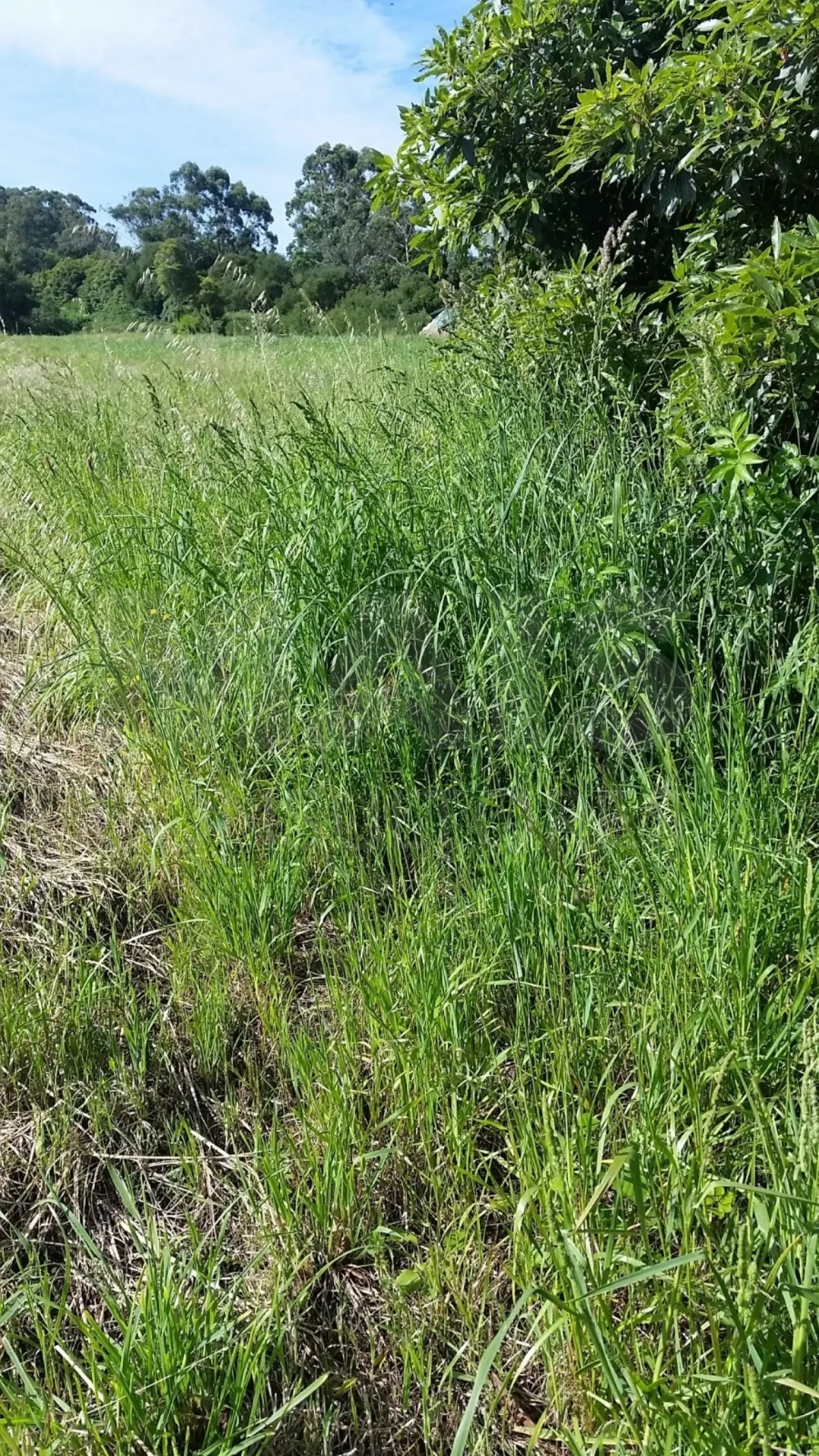 Terreno para Venda em Colares Foto 1