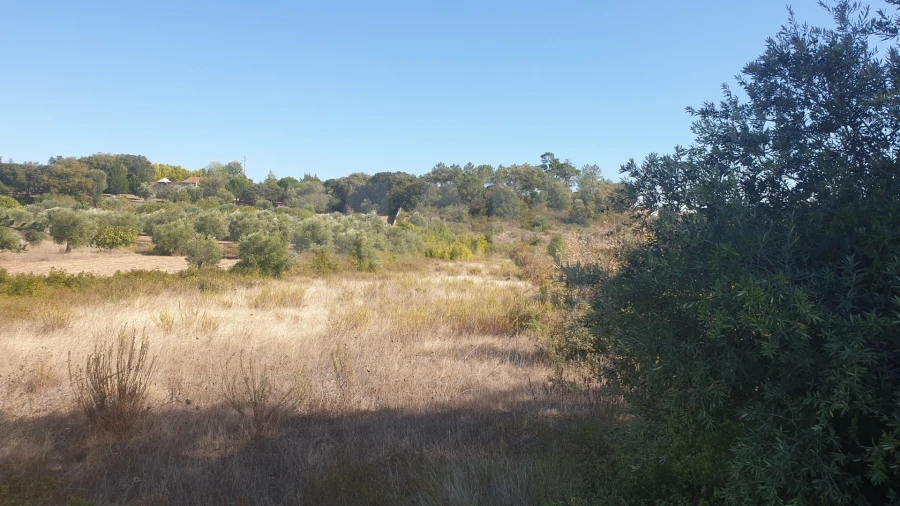 Terreno para Venda em Olaia e Paço Foto 2