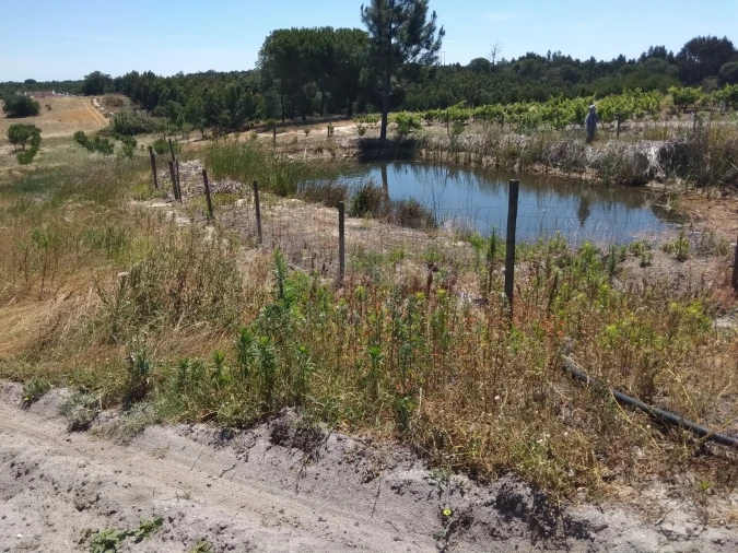 Terreno para Venda em Branca Foto 2
