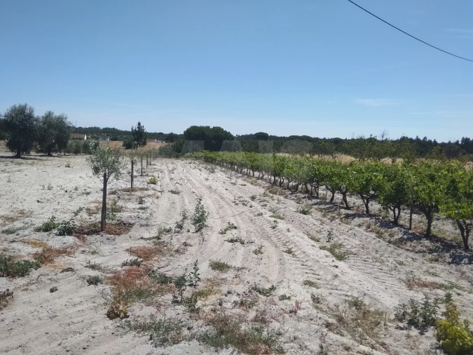Terreno para Venda em Branca Foto 1