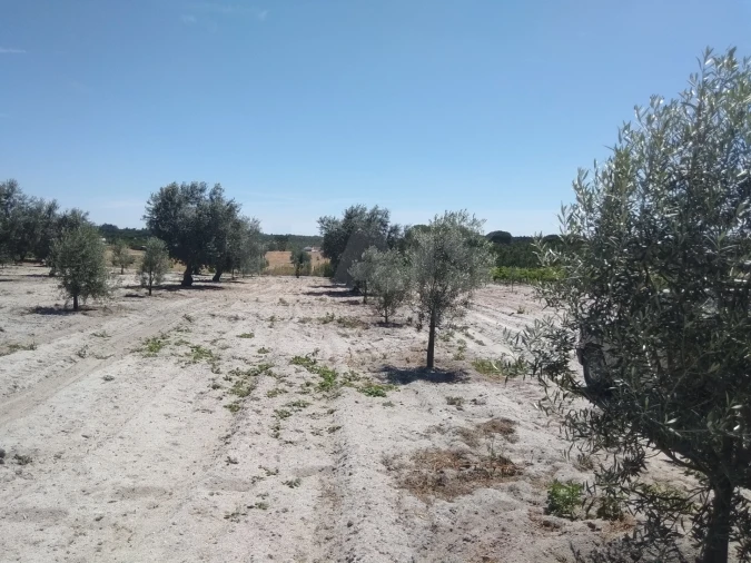 Terreno para Venda em Branca Foto 4
