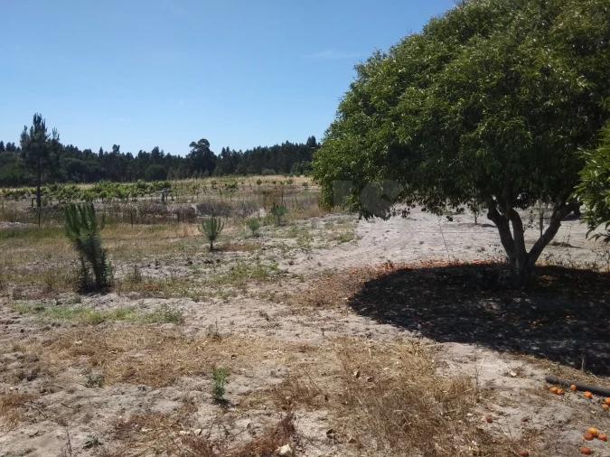 Terreno para Venda em Branca Foto 6