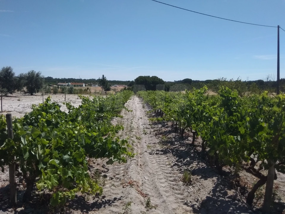 Terreno para Venda em Branca Foto 3