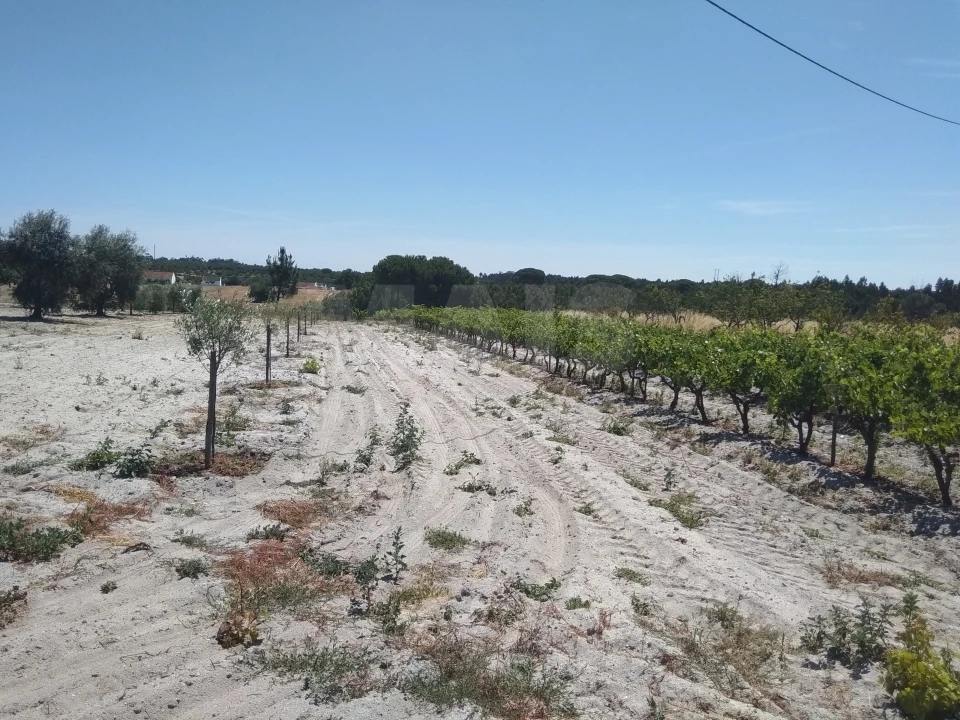Terreno para Venda em Branca Foto 1