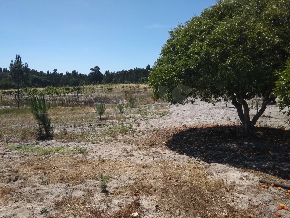 Terreno para Venda em Branca Foto 6