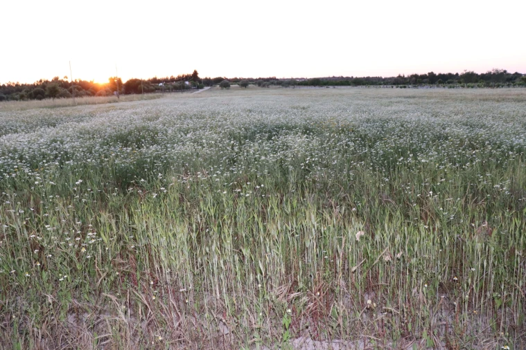 Terreno para Venda em Branca Foto 3