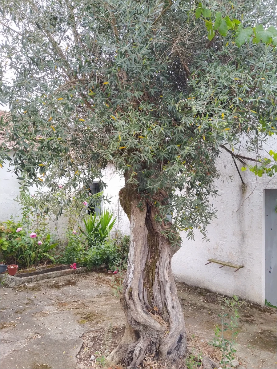 Moradia T4 para Venda em Beco Foto 3