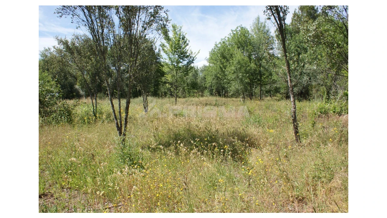 Terreno para Venda em Pedrógão de São Pedro e Bemposta Foto 5