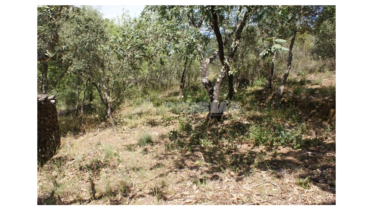 Terreno para Venda em Pedrógão de São Pedro e Bemposta Foto 16