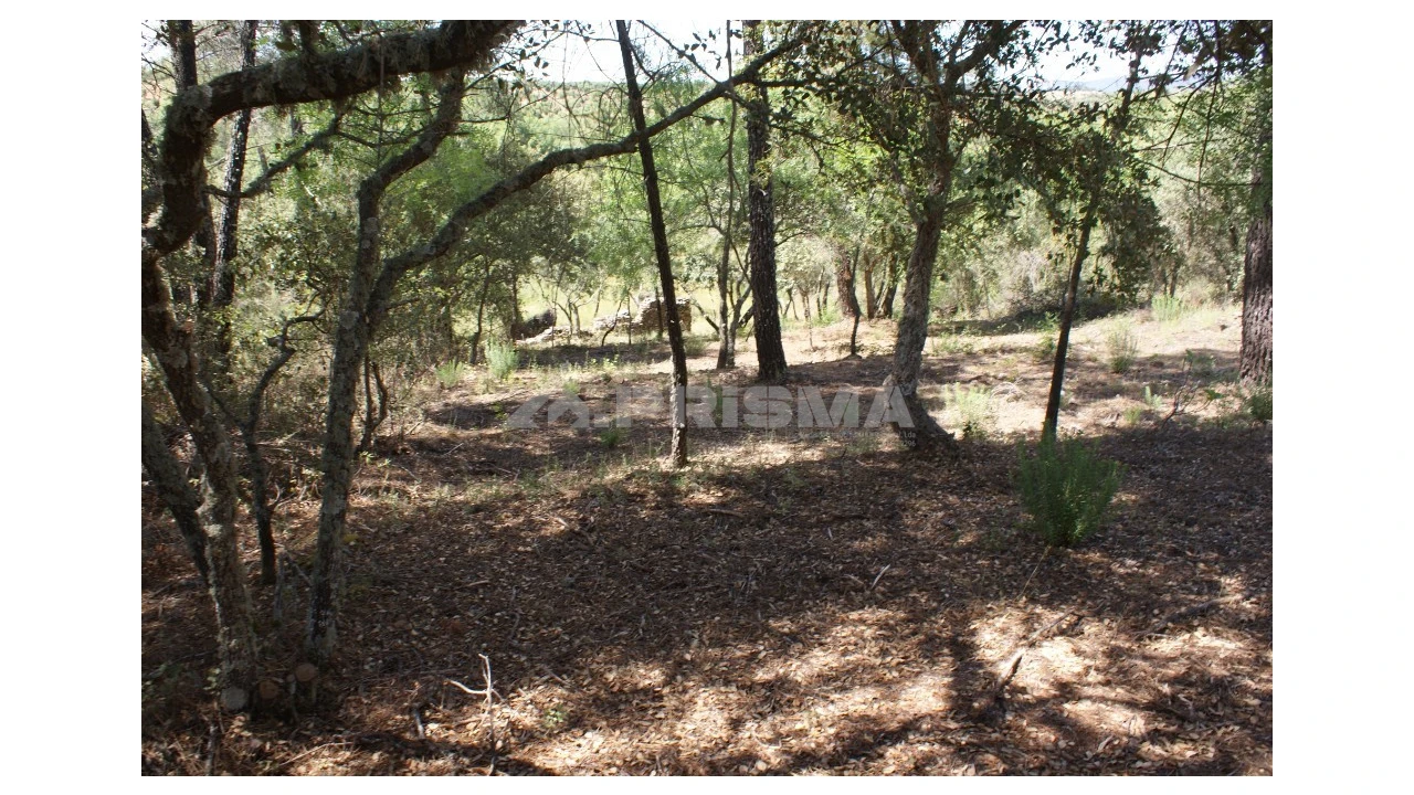 Terreno para Venda em Pedrógão de São Pedro e Bemposta Foto 21
