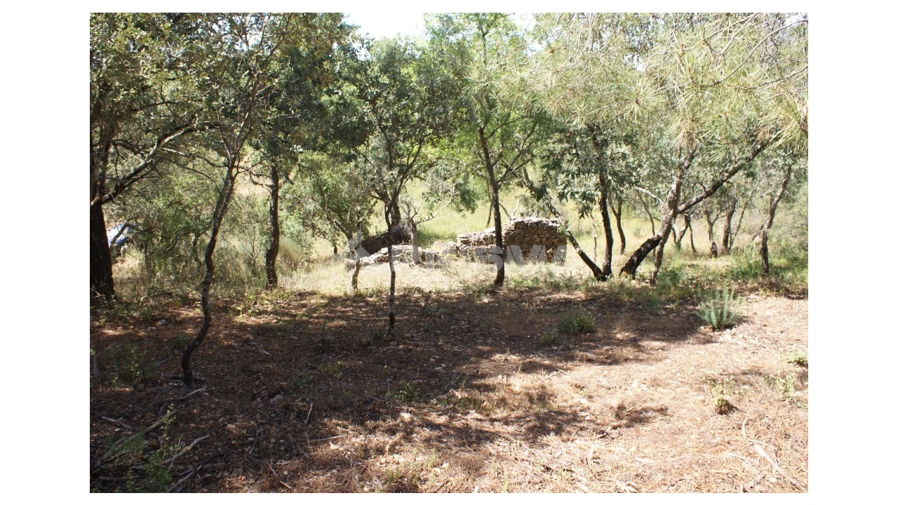 Terreno para Venda em Pedrógão de São Pedro e Bemposta Foto 19