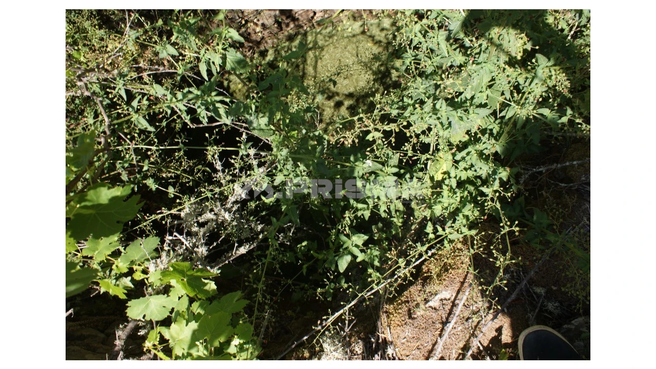 Terreno para Venda em Pedrógão de São Pedro e Bemposta Foto 7