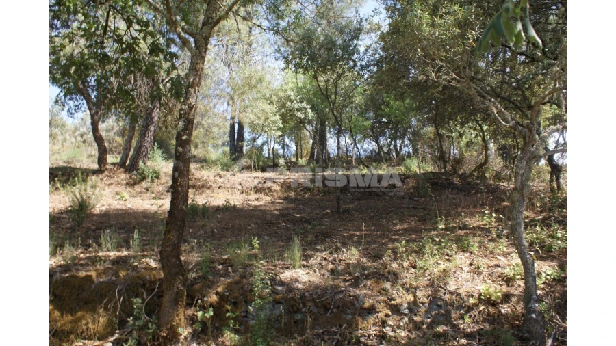 Terreno para Venda em Pedrógão de São Pedro e Bemposta Foto 17
