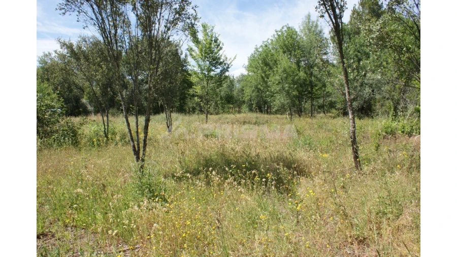 Terreno para Venda em Pedrógão de São Pedro e Bemposta Foto 5