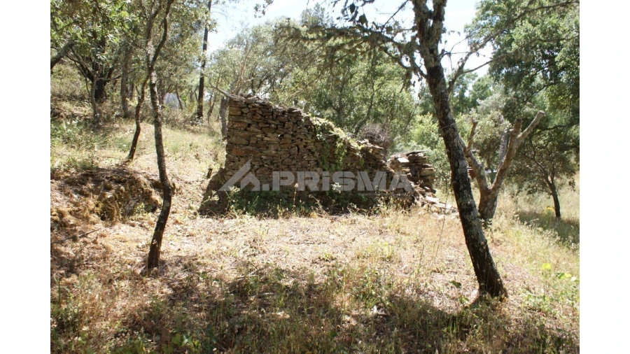 Terreno para Venda em Pedrógão de São Pedro e Bemposta Foto 22