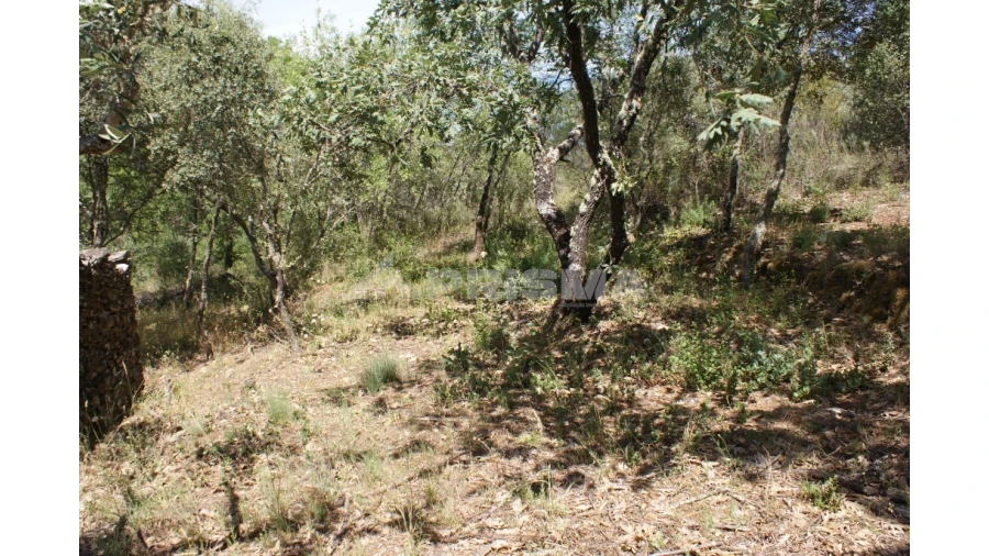 Terreno para Venda em Pedrógão de São Pedro e Bemposta Foto 16
