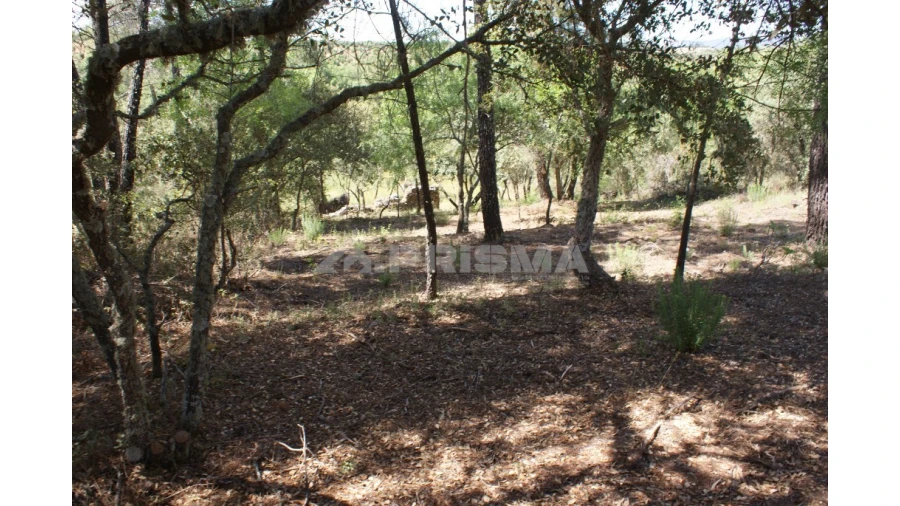 Terreno para Venda em Pedrógão de São Pedro e Bemposta Foto 21