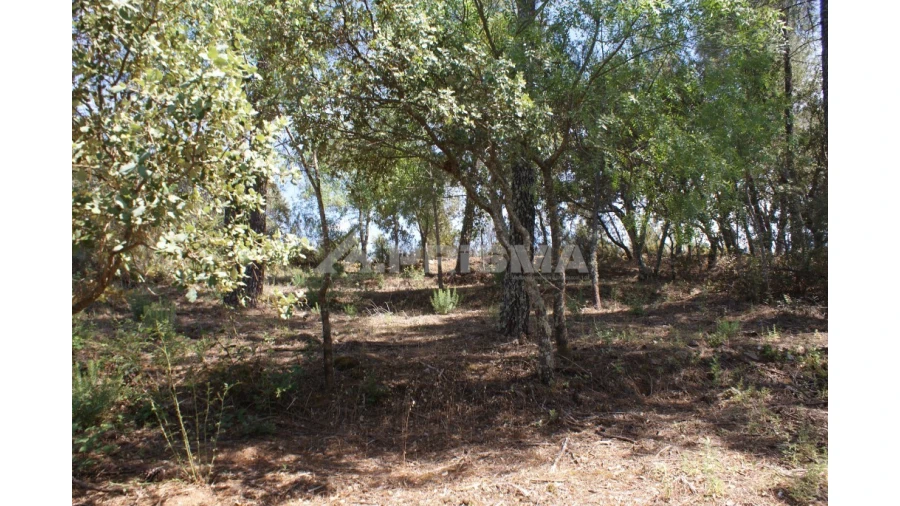 Terreno para Venda em Pedrógão de São Pedro e Bemposta Foto 18