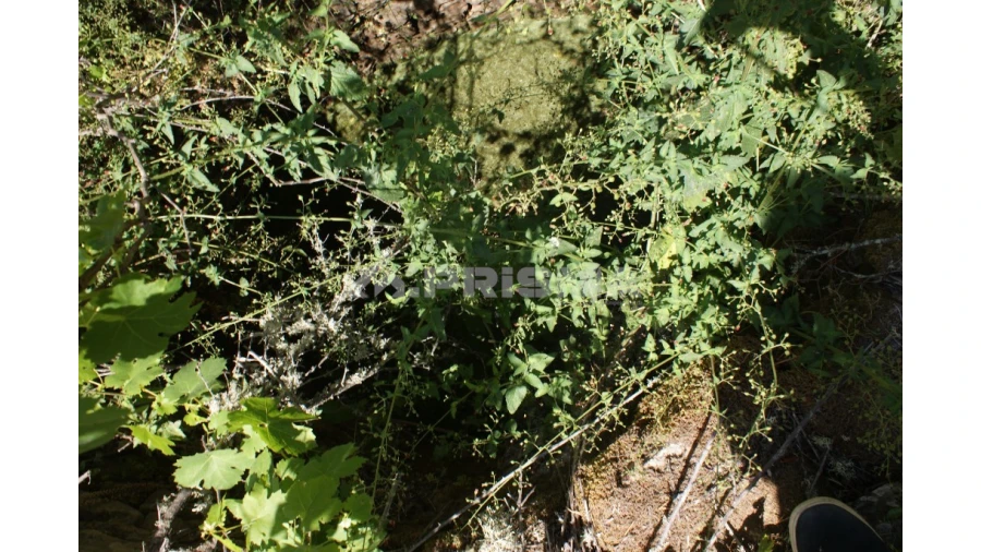 Terreno para Venda em Pedrógão de São Pedro e Bemposta Foto 7
