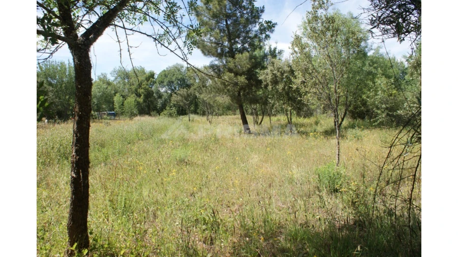 Terreno para Venda em Pedrógão de São Pedro e Bemposta Foto 24
