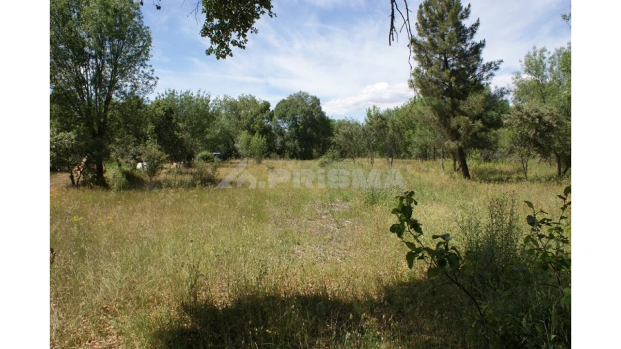 Terreno para Venda em Pedrógão de São Pedro e Bemposta Foto 2