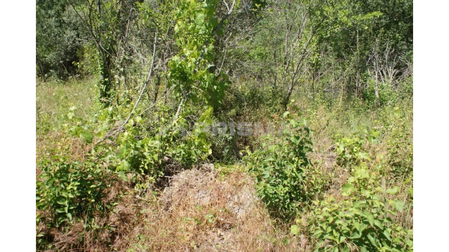 Terreno para Venda em Pedrógão de São Pedro e Bemposta Foto 6